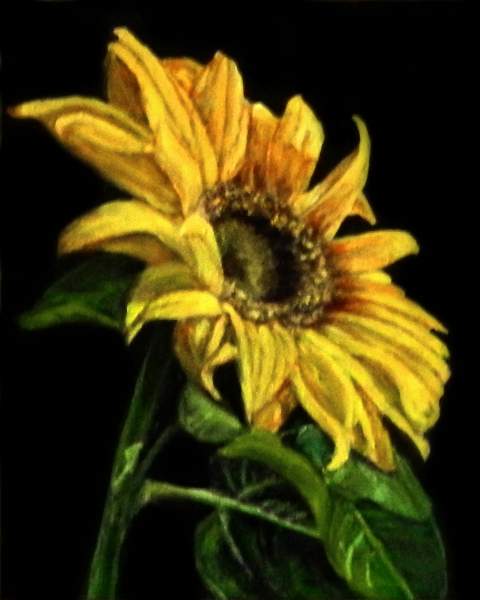 480x600 Online Contest - One Flower Painting