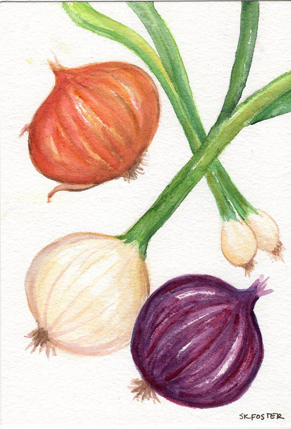 570x838 Onions Watercolor Painting Original 5 X 7 Kitchen Decor - Onion Painting