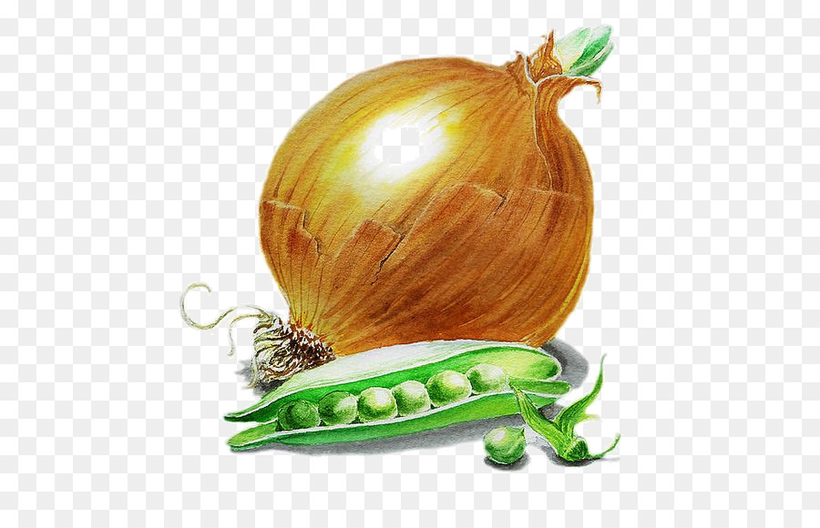 900x580 French Onion Soup Painting Scallion Vegetable - Onion Painting