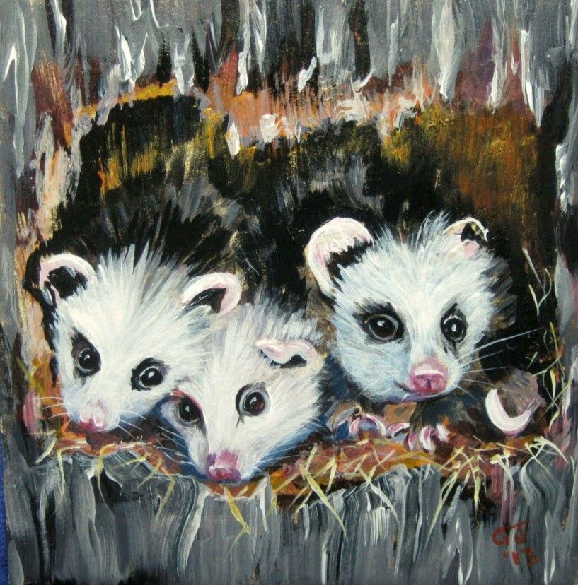 817x828 Opossum Art Animals - Opossum Painting