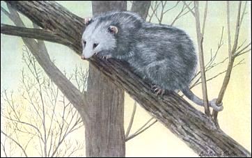 362x227 Didelphis Virginiana - Opossum Painting