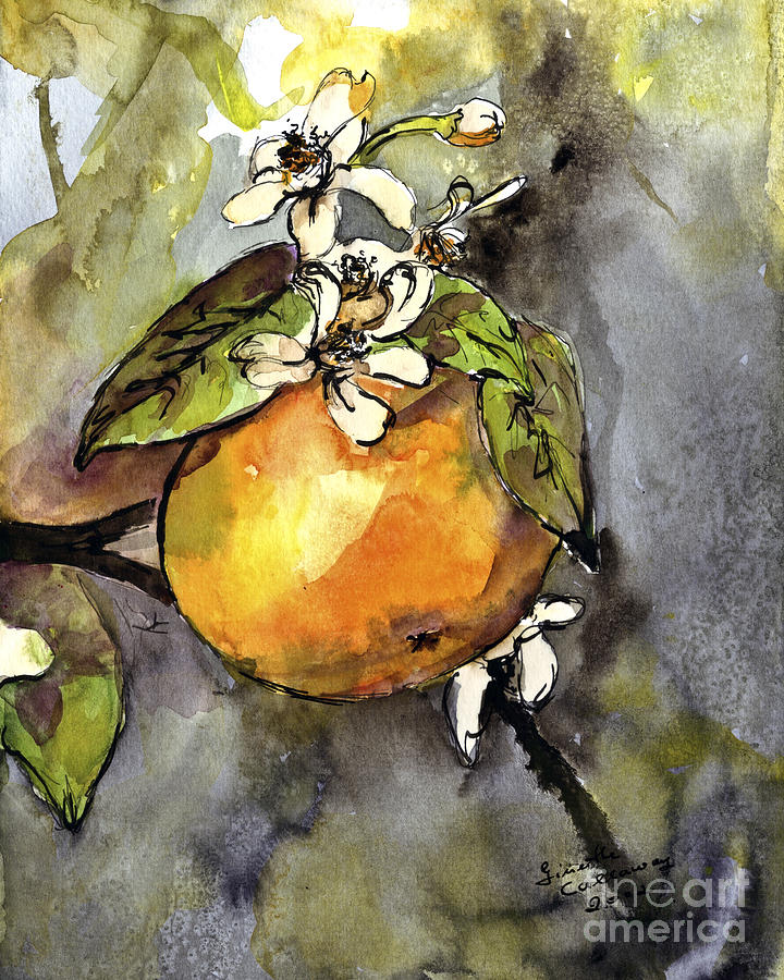 720x900 Orange Blossom Botanical Watercolor And Ink By Ginette Painting By - Orange Blossom Painting