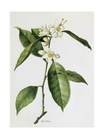 366x488 A Painting Of A Sprig Of The Sweet Orange Blossom Plant Giclee - Orange Blossom Painting