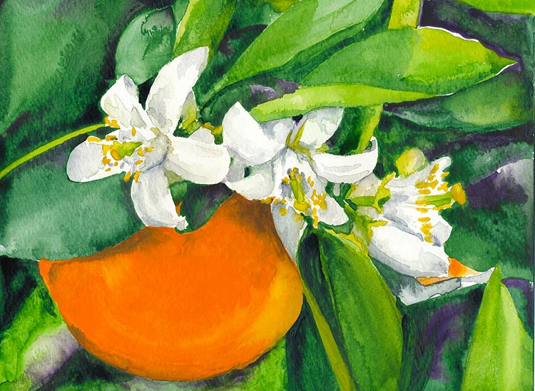 750x548 Orange Blossom Eric M. Davis - Orange Blossom Painting