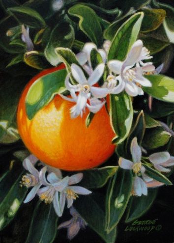 354x495 Orange Blossoms 7x5 Original Art Painting By George Lockwood - Orange Blossom Painting