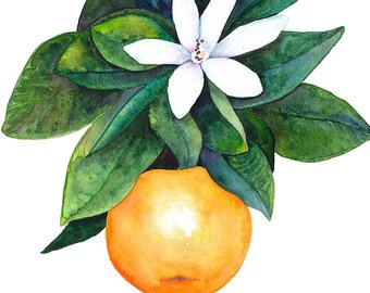 340x270 Orange Blossom Art Etsy - Orange Blossom Painting