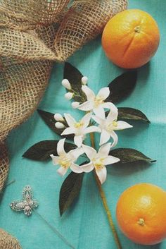 236x353 Oranges And Orange Blossoms Painting - Orange Blossom Painting