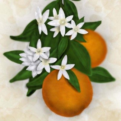 400x400 This Painting Of Oranges Nestled In Orange Blossoms Is A Powerful - Orange Blossom Painting