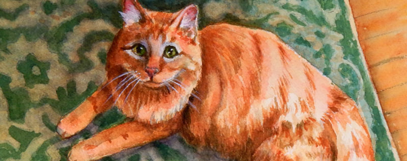 800x316 Long Haired Orange Cat Watercolor - Orange Cat Painting