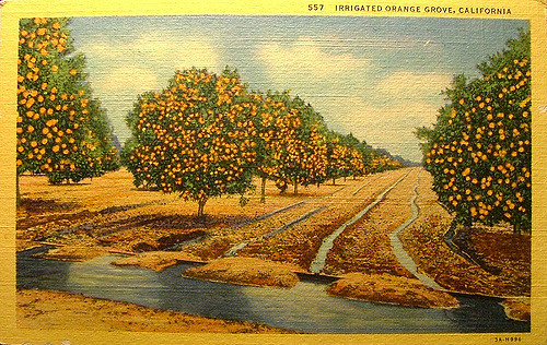 500x316 Vintage Post Card Irrigated Orange Grove On Back Of Post - Orange Grove Painting