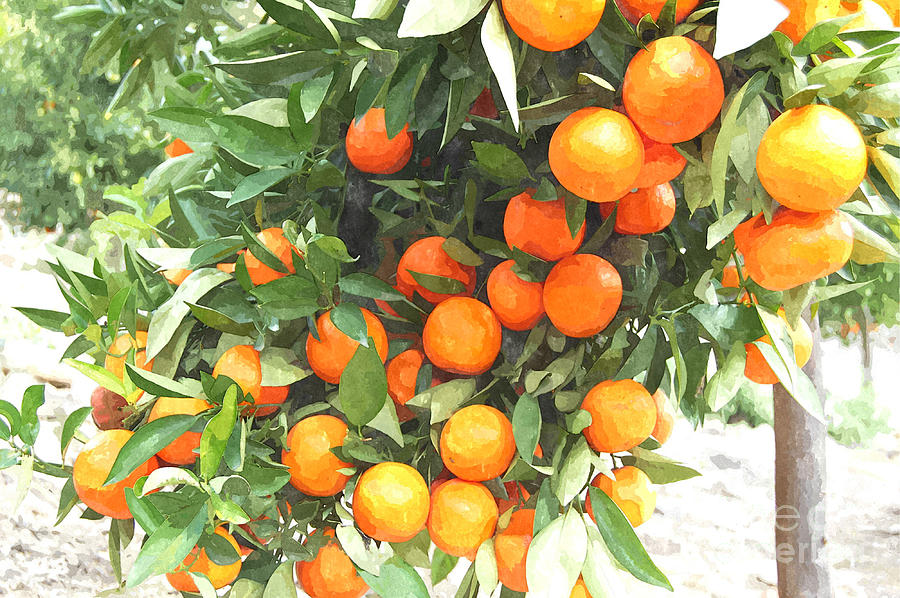 900x598 Orange Trees With Fruits On Plantation Painting By Jeelan Clark - Orange Tree Painting