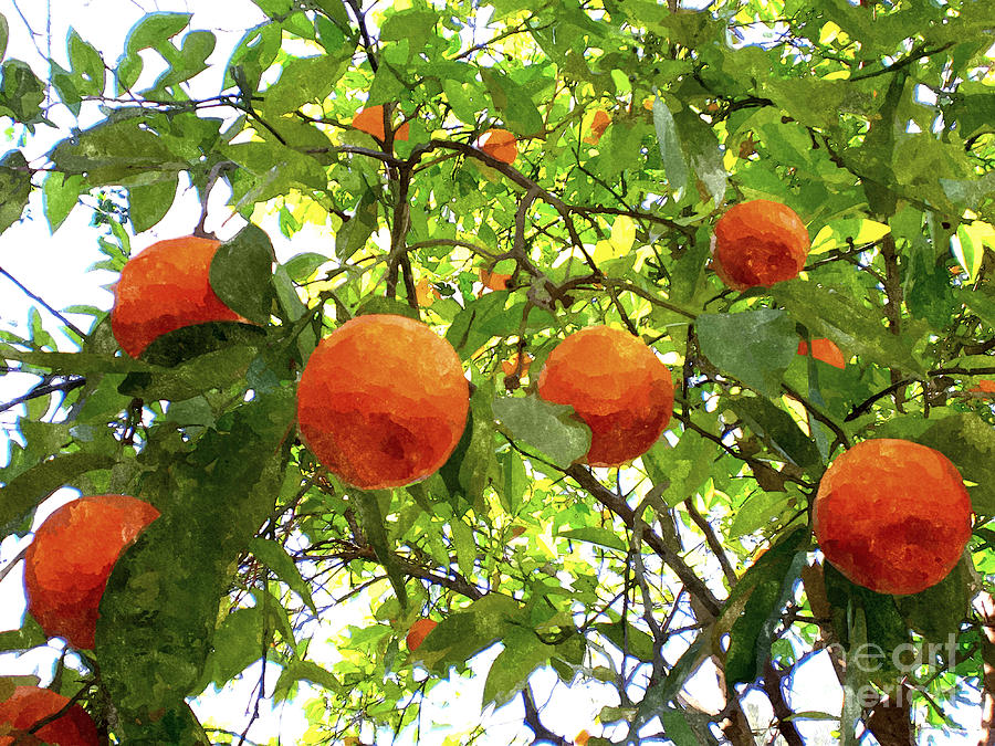 900x675 Fresh Ripe Organic Oranges Hanging On An Orange Tree Painting By - Orange Tree Painting