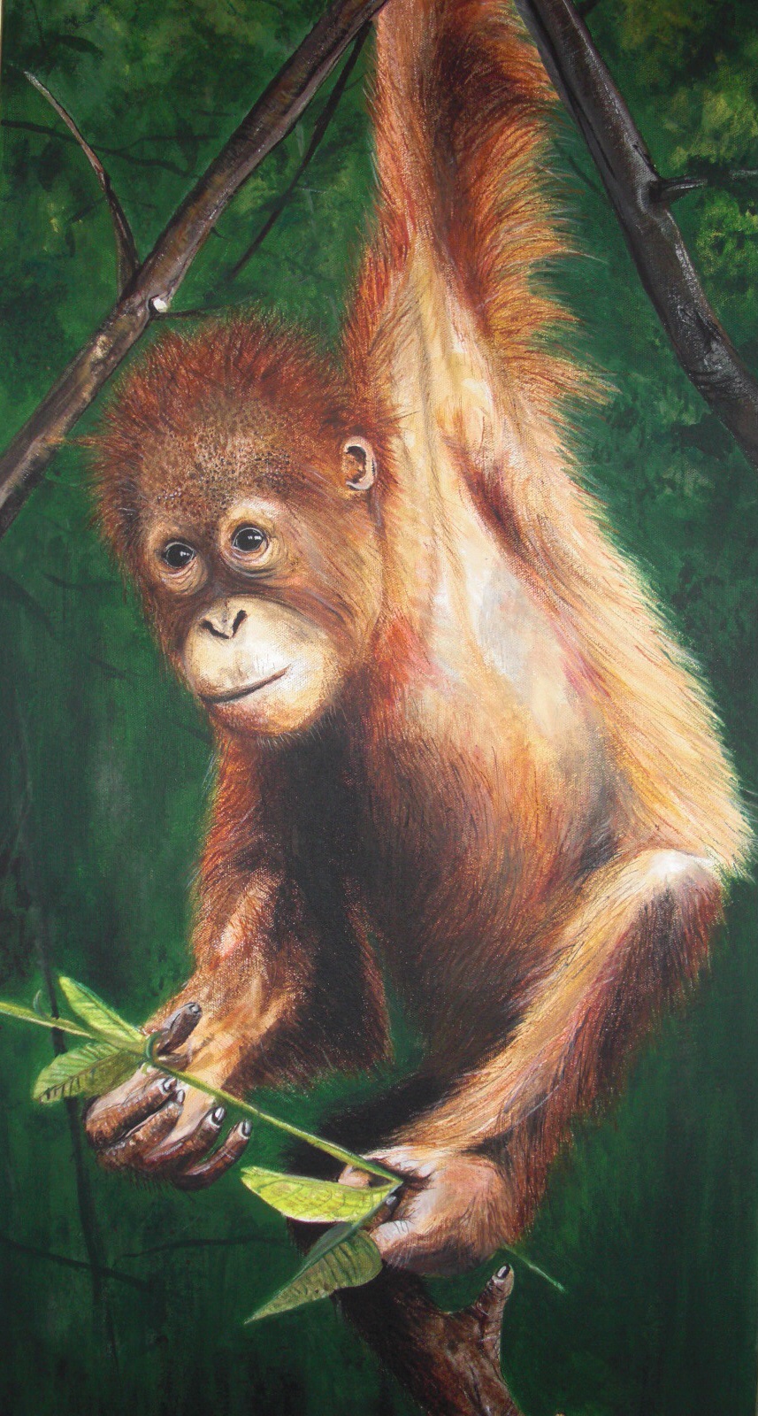 857x1600 Orangutan Painted In Acrylic Judy Dickinson's Art - Orangutan Painting