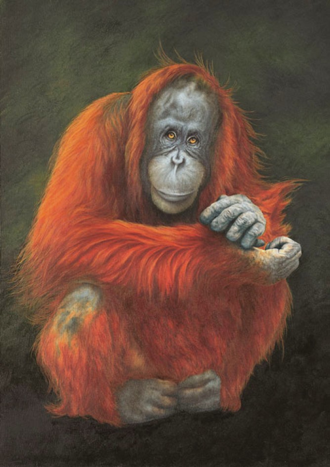 668x946 Susan Shimeld - Orangutan Painting