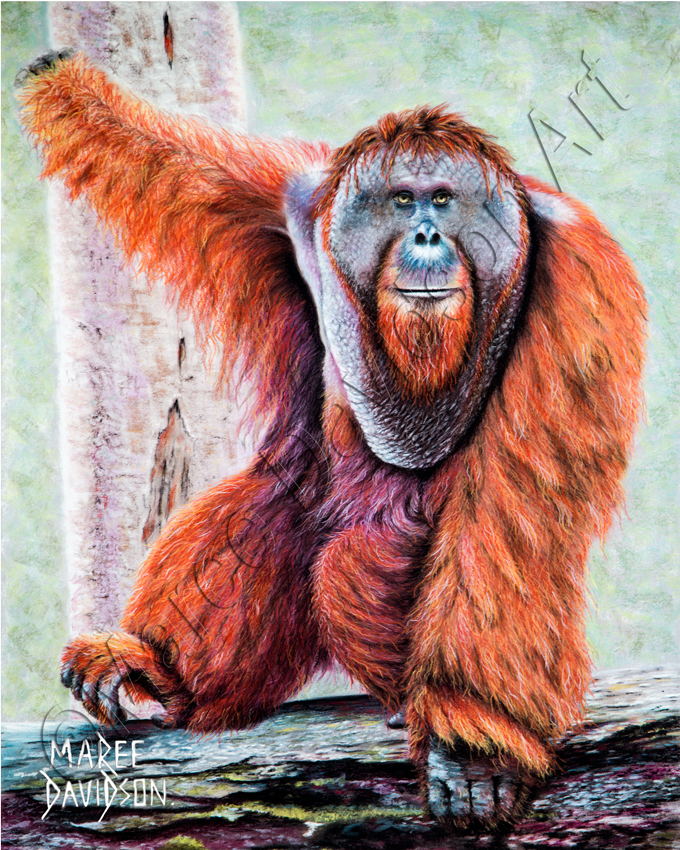680x850 Tango - Orangutan Painting