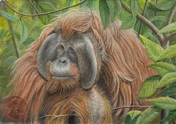 359x254 Wildlife And Nature Artist Diary Orangutan Miniature Painting - Orangutan Painting