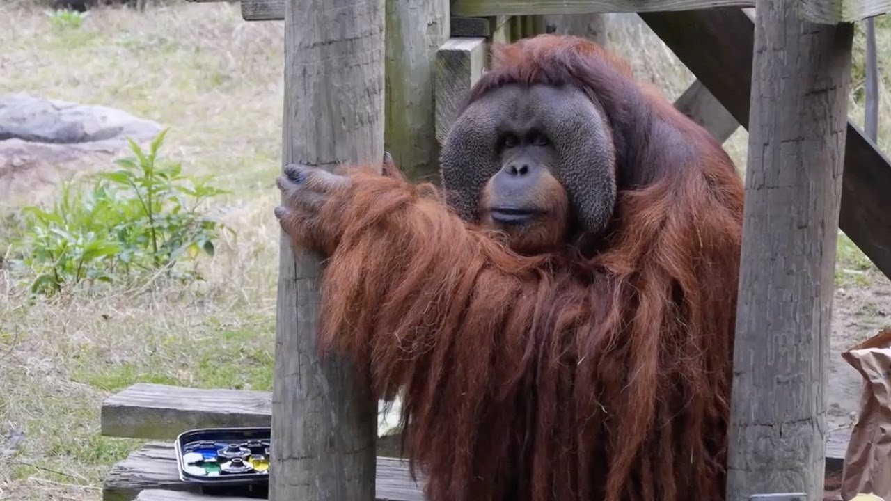 1280x720 Meet Rudi Valentino, The Orangutan Who Loves To Paint - Orangutan Painting