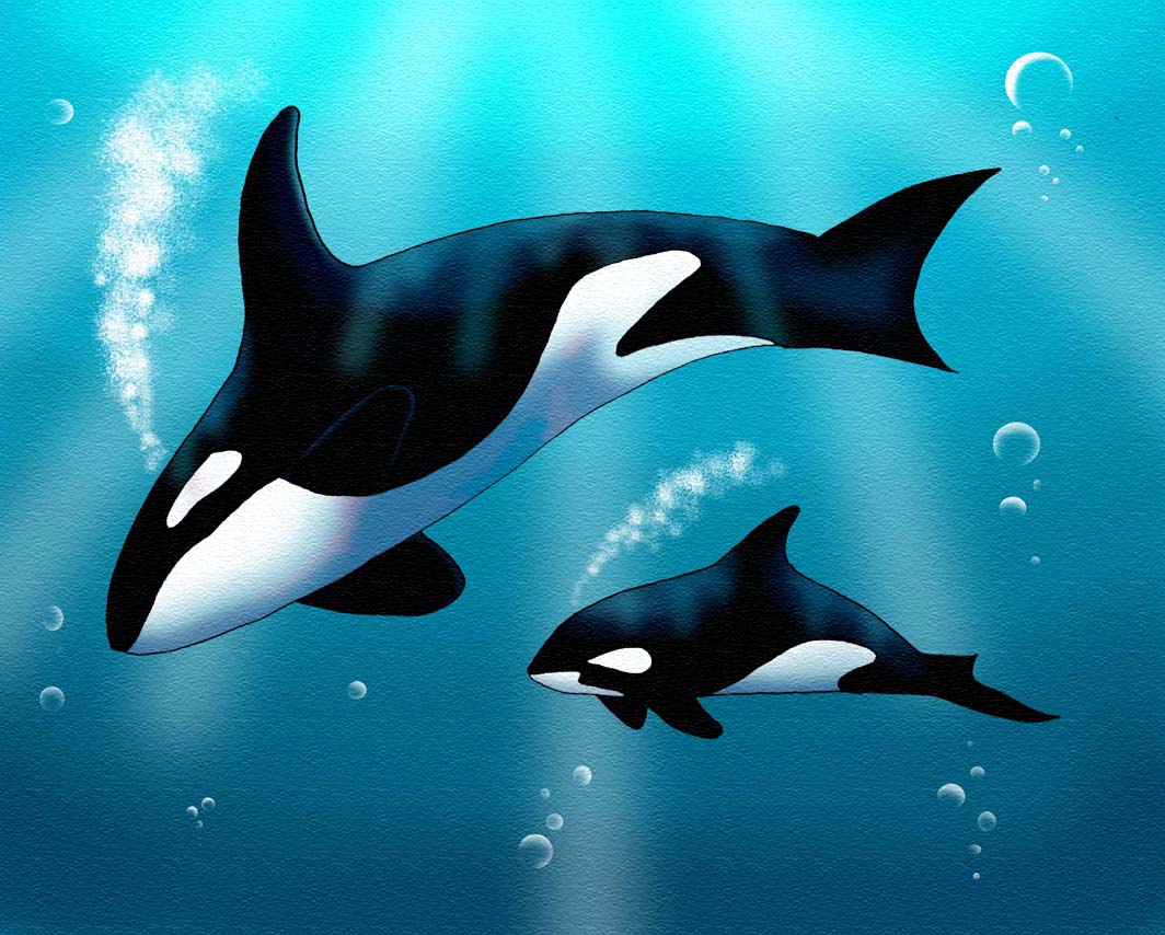 1064x854 Orca Mat's Birthday Present By Magmanorn - Orca Painting