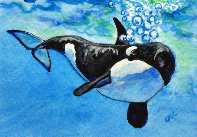 630x439 Colleen K Carrigan Aceo Orca Whales Puget Sound Watercolor Painting - Orca Painting