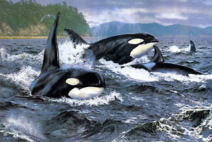 300x202 Home Decor Oil Painting Hd Print On Canvas Orca Stration Art Wall - Orca Painting