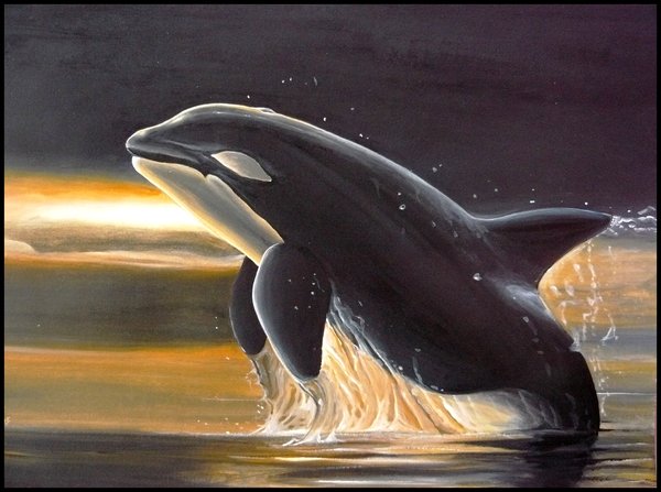 600x447 Killer Whale - Orca Whale Painting