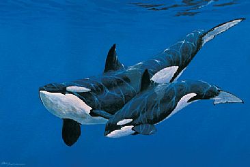 366x245 Killer Whales - Orca Whale Painting