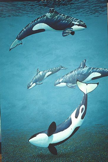 366x548 Killer Whales - Orca Whale Painting