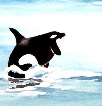 390x407 Watercolor Painting - Orca Whale Painting