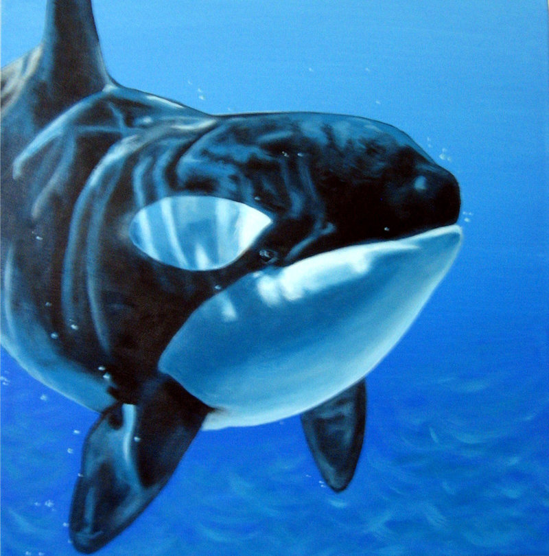 800x810 Killer Whale My Favorite By Jc2thew - Orca Whale Painting