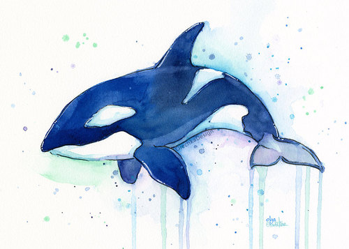 500x357 Killer Whale Orca Watercolor Art Print, Whale Art, Whale Painting - Orca Whale Painting