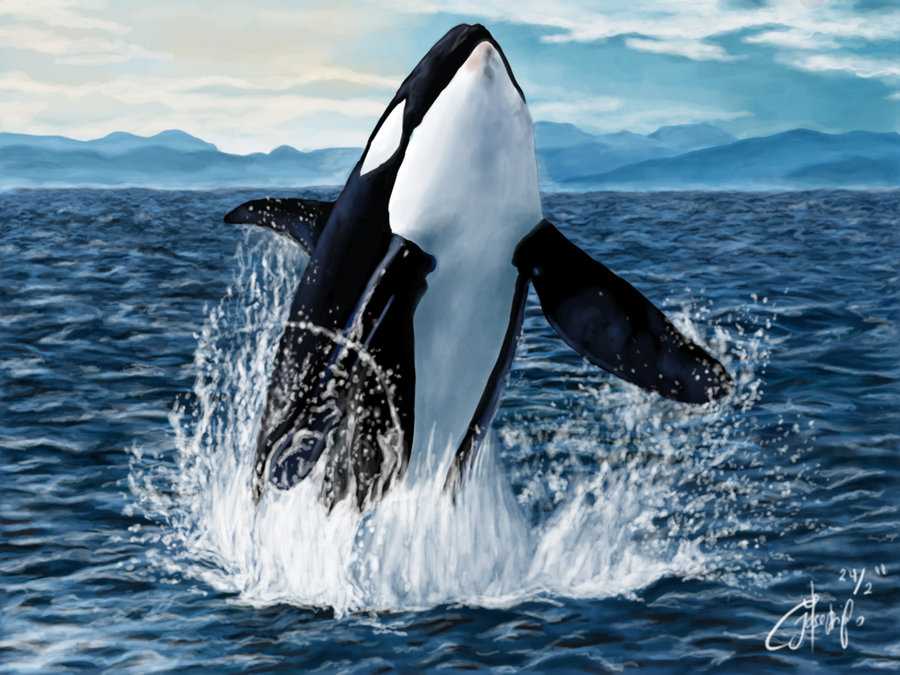 900x675 Killer Whale Painting Hd Wallpaper, Background Images - Orca Whale Painting