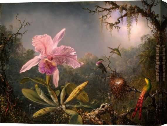 570x433 Martin Johnson Heade Cattleya Orchid And Three Brazilian - Orchid Canvas Painting