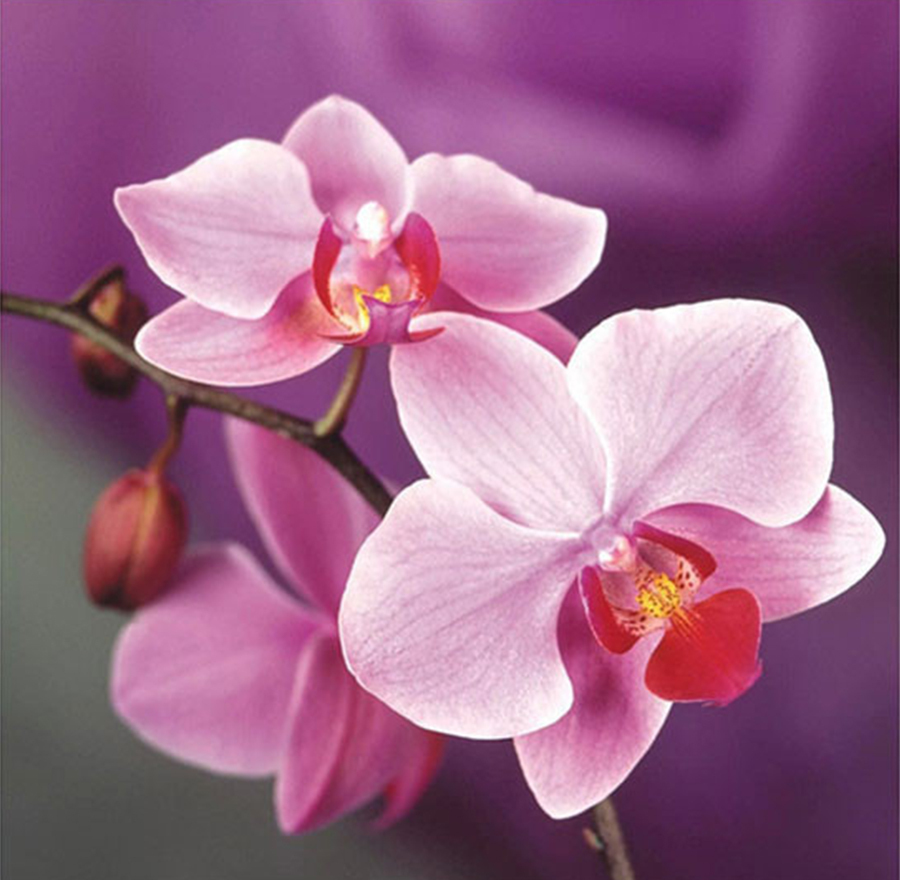 900x880 Needlework 3d Diy Diamond Painting Butterfly Orchid Flower Kit - Orchid Flower Painting