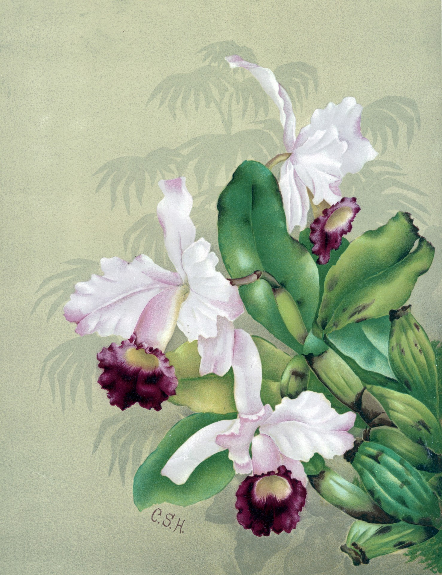 1477x1920 Orchid Flowers Painting Free Stock Photo - Orchid Flower Painting