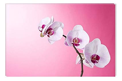 425x283 Startonight Canvas Wall Art Pink Orchid, Flowers Usa - Orchid Flower Painting