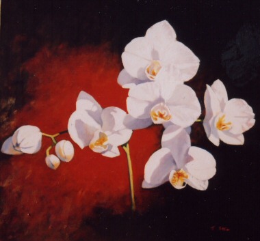 380x353 White Orchid Flower Stretched Box Canvas - Orchid Flower Painting