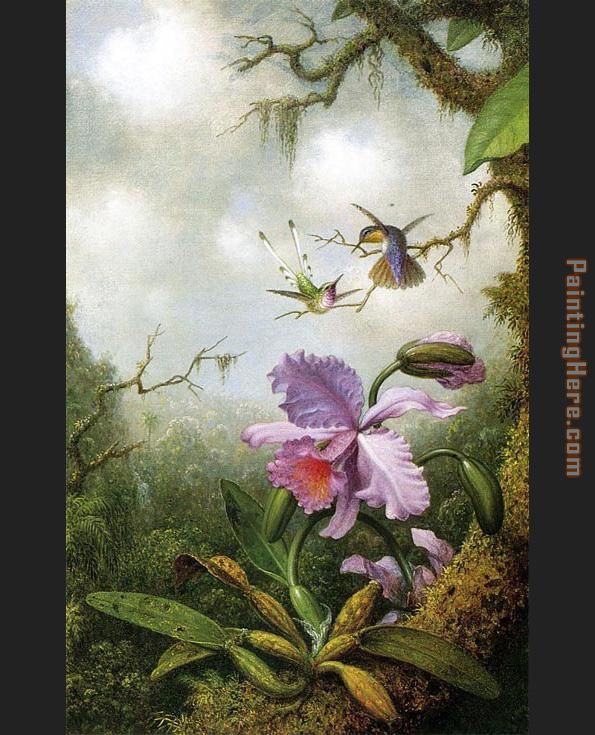 595x735 Martin Johnson Heade Two Hummingbirds With A Pink Orchid Painting - Orchid Painting