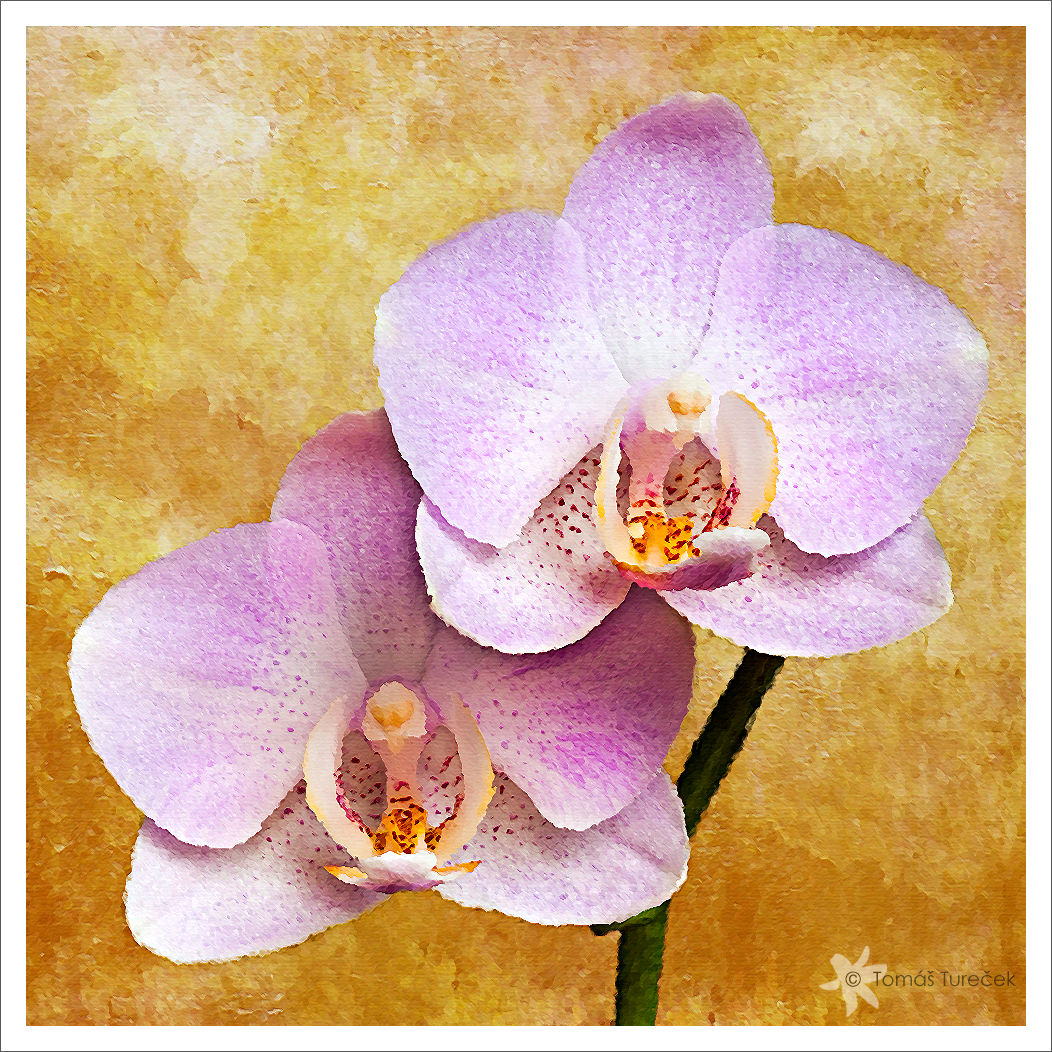 Orchid Painting at PaintingValley.com | Explore collection of Orchid ...