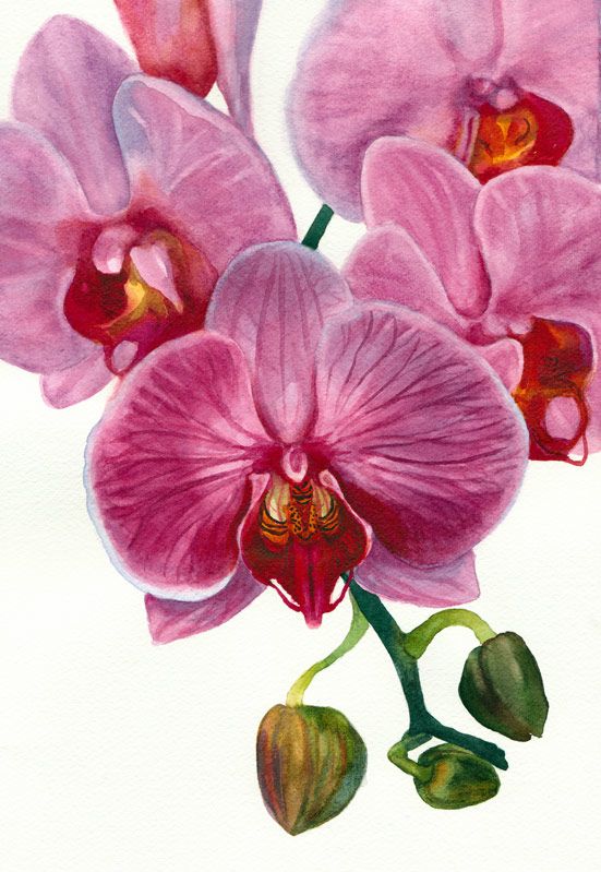 551x799 Orchid Painting In Watercolor For The Book - Orchid Painting