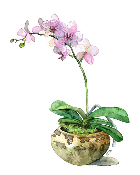 570x712 Potted Orchid Painting Print Titled Pink - Orchid Painting