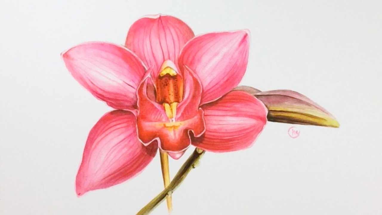 1280x720 Watercolor Pink Orchid Painting Demonstration - Orchid Painting