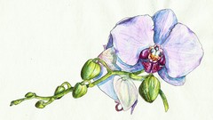 240x135 Watercolor Realistic Orchid Painting Step By Step Workshop Udemy - Orchid Painting