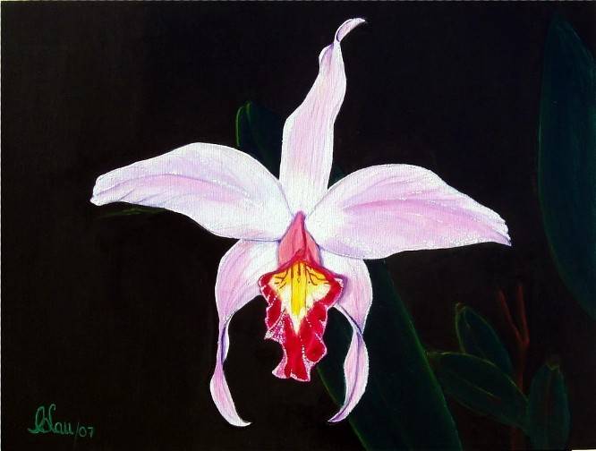 666x504 Lilac Amp Coral Pink Laelia Orchid Carlos Lau - Orchid Painting Acrylic