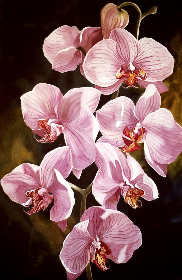 585x900 Pink Phalaenopiss Orchids Painting By Alfred Ng - Orchid Painting Acrylic