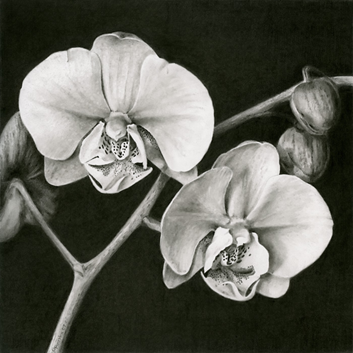 Orchid White Painting at PaintingValley.com | Explore collection of ...