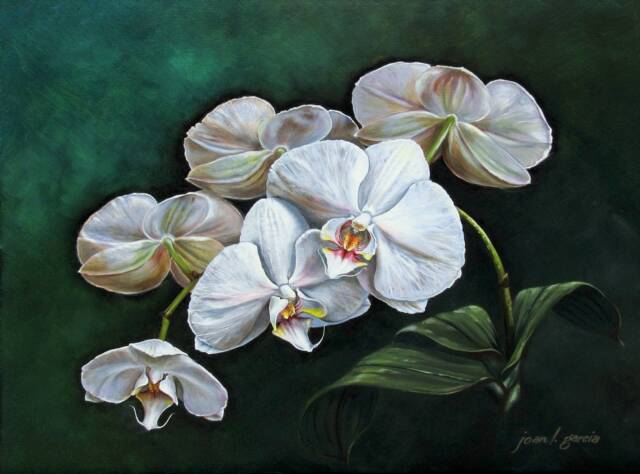 640x474 Paintings And Drawings Of Orchids - Orchid White Painting
