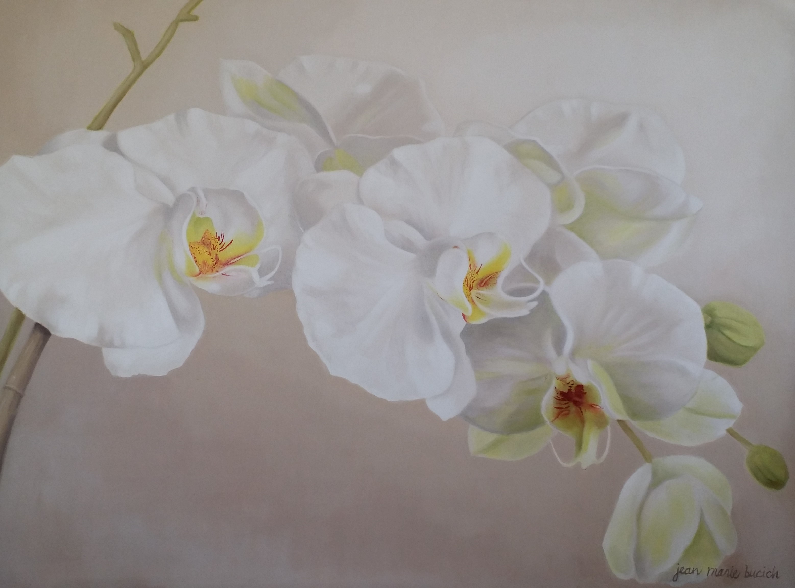 3114x2302 8. White Orchids 40x30 Oil Jm Bucich Donated Jean Marie Bucich - Orchid White Painting