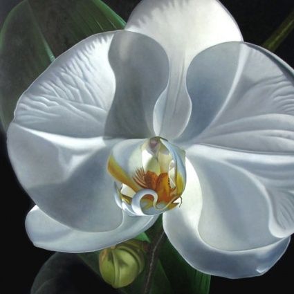425x425 White Orchid 24x24 Original Art Painting By M Collier - Orchid White Painting