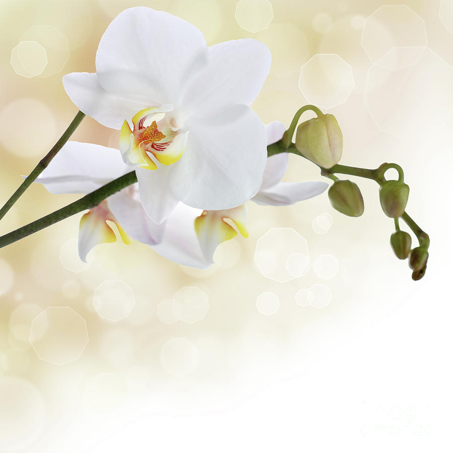 900x900 Gaeroladid White Orchid Painting Images - Orchid White Painting