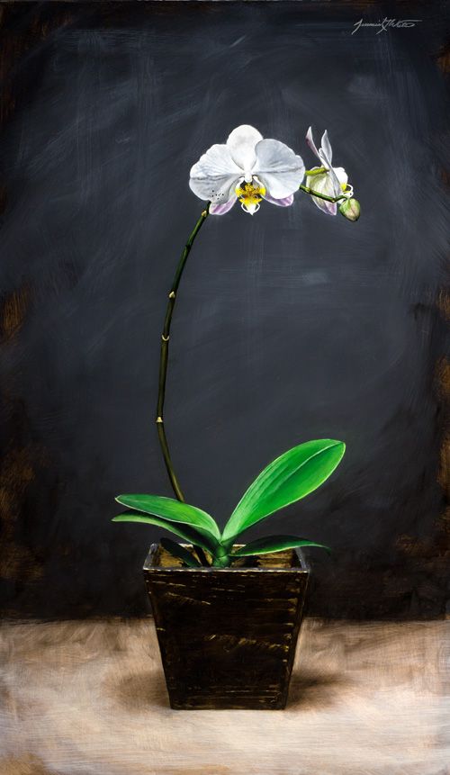 500x861 Still Life Painting Of Tall Orchid With White Flowers - Orchid White Painting